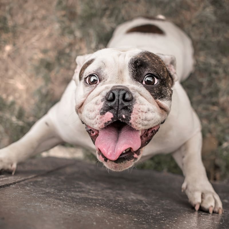 Community Outreach, Rocklin Vet