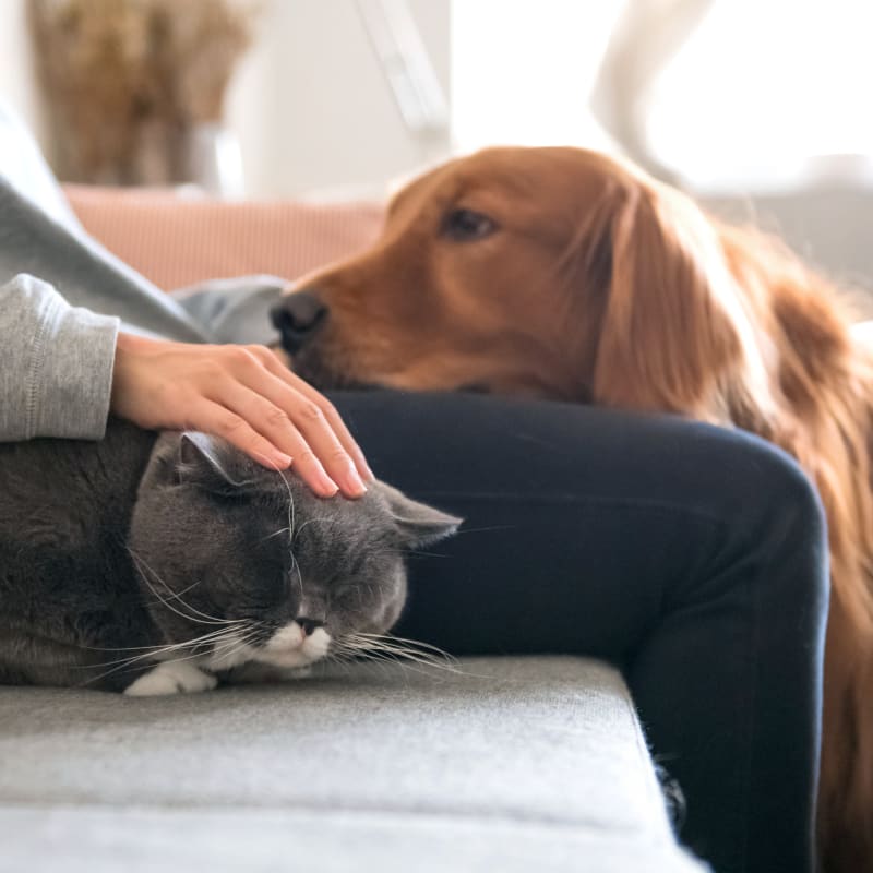 Pet Daycare Rocklin, Cat & Dog Daycare